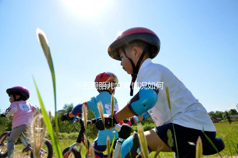 十五周胎兒發育情況如何？