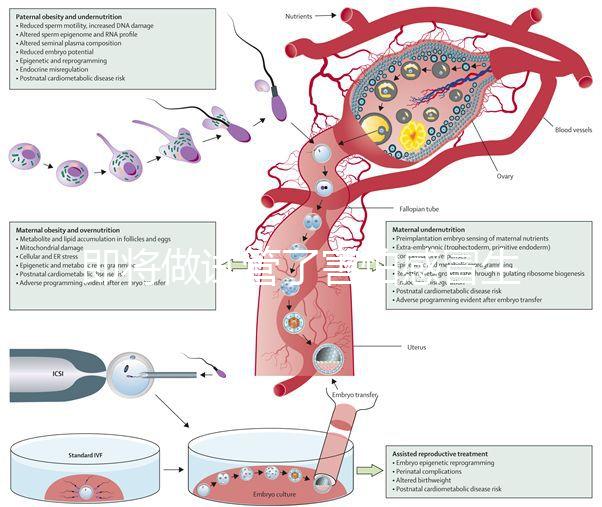 即將做試管了害怕感冒生病，這5招教你提高免疫力