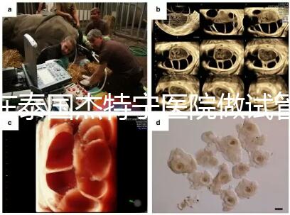 在泰國杰特寧醫院做試管嬰兒的費用明細和醫院排名清單，輕松規劃你的試管旅程！