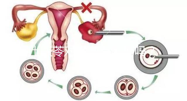土茯苓對卵泡有影響嗎？可以調經分析嗎？看完就清楚了