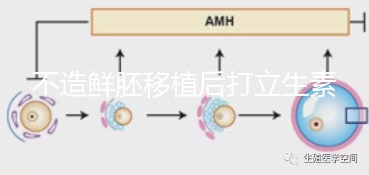 不造鮮胚移植后打立生素有無影響戳，過量小心不著床