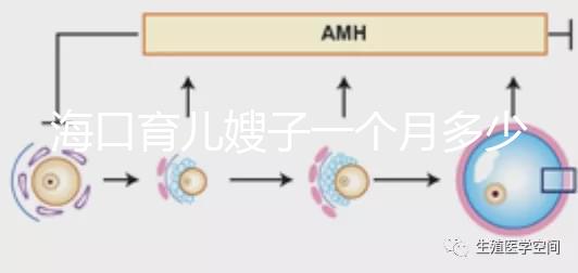 海口育兒嫂子一個月多少錢，哪個好答案總結，新手父母必須看