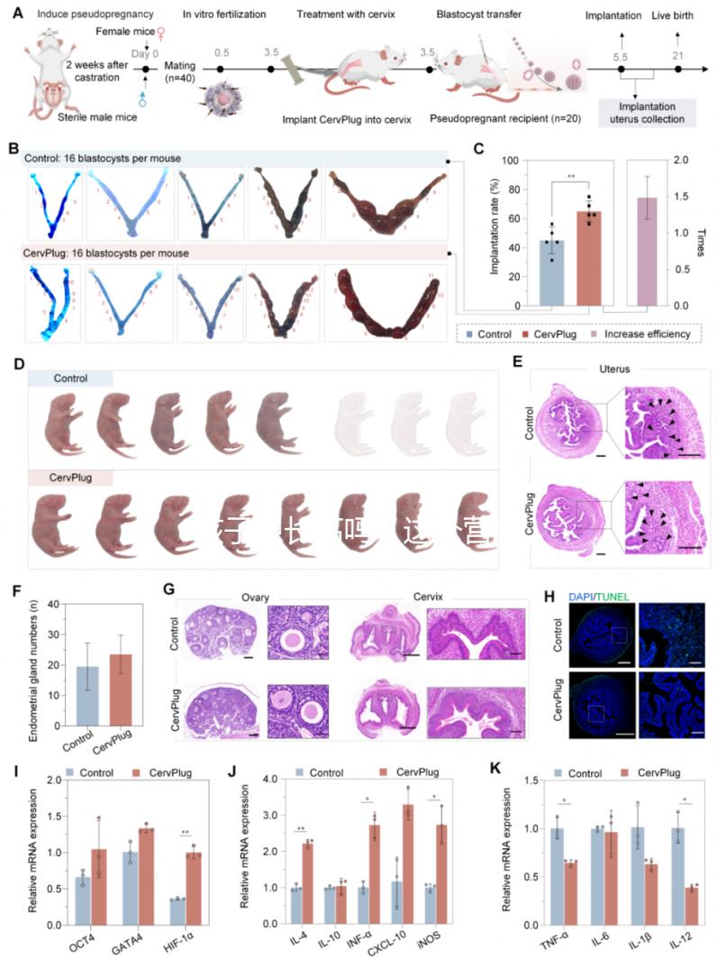 孩子想長高嗎？這個營養均衡的飲食秘籍，快來給你加娃安排吧！