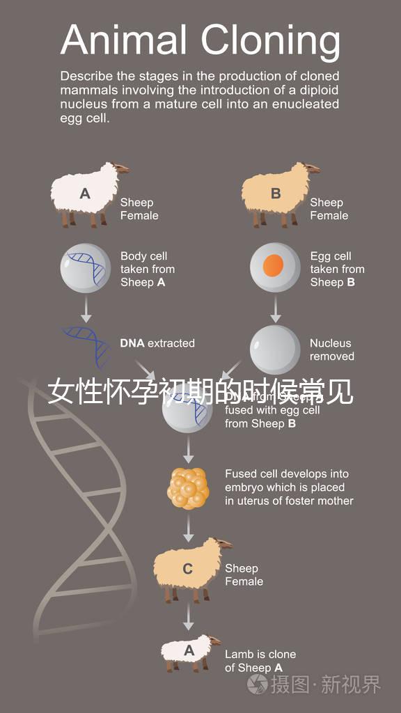 女性懷孕初期的時(shí)候常見表現(xiàn)有哪些