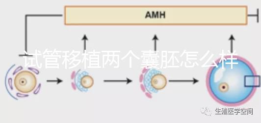 試管移植兩個囊胚怎么樣？成功率高嗎？