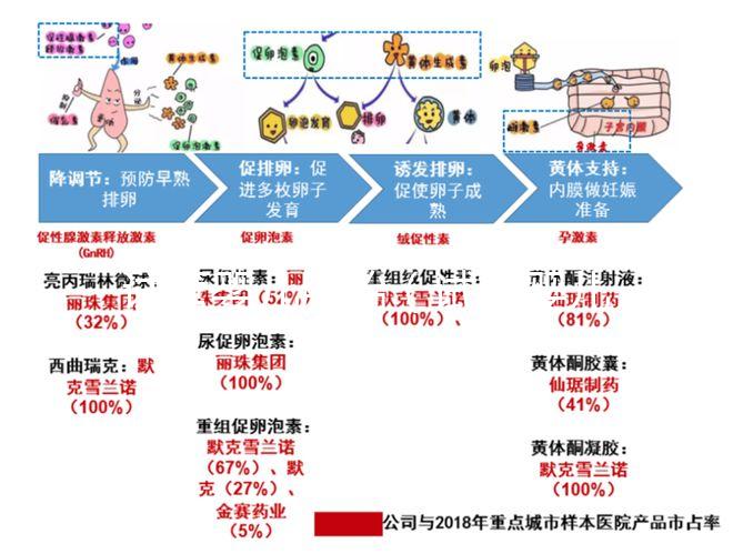 試管嬰兒胚胎(試管嬰兒胚胎培養(yǎng)需要多長時間)