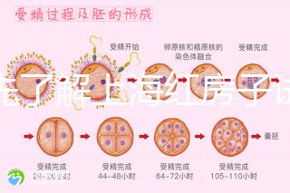 預先了解上海紅房子試管建檔流程，最快當天可定方案