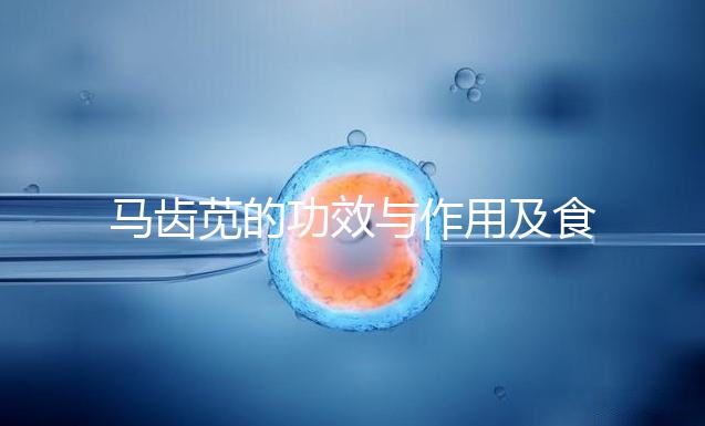 馬齒莧的功效與作用及食用方法(馬齒莧怎樣用祛斑效果好)