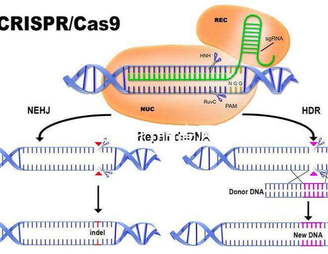 47歲藥流打胎高風險！這5大后果極易威脅身體健康